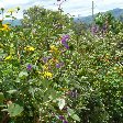 San Agustin Colombia Photo