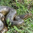 Los Llanos Venezuela Tours Barinas Travel Photo