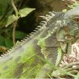 Los Llanos Venezuela Tours Barinas Vacation Pictures