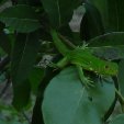 Los Llanos Venezuela Tours Barinas Album Sharing
