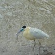 Los Llanos Venezuela Tours Barinas Blog Review