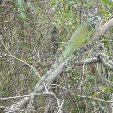 Los Llanos Venezuela Tours Barinas Vacation Picture