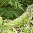 Los Llanos Venezuela Tours Barinas Pictures