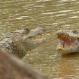 Los Llanos Venezuela Tours Barinas Travel Picture