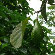 Los Llanos Venezuela Tours Barinas Travel Guide