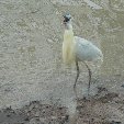 Los Llanos Venezuela Tours Barinas Holiday Tips