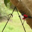 Los Llanos Venezuela Tours Barinas Diary