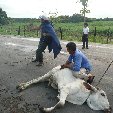 Los Llanos Venezuela Tours Barinas Holiday Experience