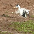 Los Llanos Venezuela Tours Barinas Diary Picture
