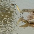 Los Llanos Venezuela Tours Barinas Travel Pictures