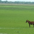 Los Llanos Venezuela Tours Barinas Photography