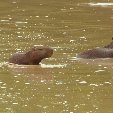 Los Llanos Venezuela Tours Barinas Trip Review