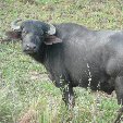 Los Llanos Venezuela Tours Barinas Blog Pictures