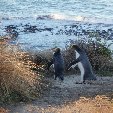 Travelling Otago Peninsula, New Zealand Dunedin Blog Photos