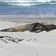 Otago Peninsula Dunedin New Zealand Vacation Adventure