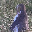 Otago Peninsula Dunedin New Zealand Travel Information