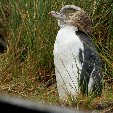 Otago Peninsula Dunedin New Zealand Travel Package
