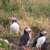   Jökulsárlón Iceland Travel Album