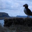 Pictures of puffins in Iceland Vik Vacation Sharing