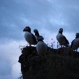 Pictures of puffins in Iceland Vik Review