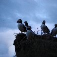 Pictures of puffins in Iceland Vik Review Pictures of puffins in Iceland