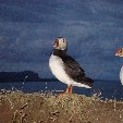 Pictures of puffins in Iceland Vik Blog Photos