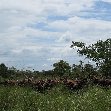 Ziwa Rhino Sanctuary Uganda Nakasongola Diary Pictures