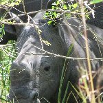 Ziwa Rhino Sanctuary Uganda Nakasongola Trip Guide Ziwa Rhino Sanctuary Uganda