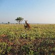 Uganda tours and safaris Masindi Trip Picture