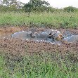 Uganda tours and safaris Masindi Photograph Uganda tours and safaris