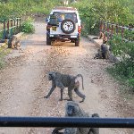 Uganda tours and safaris Masindi Information