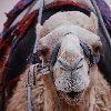 Petra and Wadi Rum tours Jordan Vacation Pictures
