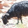 Petra and Wadi Rum tours Jordan Holiday Sharing