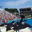 Sea World tickets San Diego United States Vacation Pictures