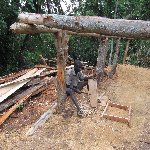 Chimp trekking Uganda Fort Portal Holiday