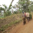 Chimp trekking Uganda Fort Portal Album