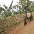 Chimp trekking Uganda Fort Portal Album Chimp trekking Uganda