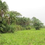 Chimp trekking Uganda Fort Portal Review Sharing