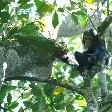 Chimp trekking Uganda Fort Portal Review Gallery