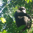 Chimp trekking Uganda Fort Portal Holiday Photos