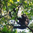 Chimp trekking Uganda Fort Portal Holiday Sharing