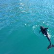 Wildlife tours in Kaikoura New Zealand Travel Photos