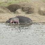Uganda wildlife safari Kasese Travel Guide