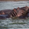 Uganda wildlife safari Kasese Diary