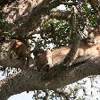 Uganda wildlife safari Kasese Holiday Experience