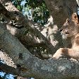 Uganda wildlife safari Kasese Diary Photography