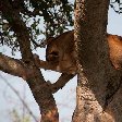 Uganda wildlife safari Kasese Experience