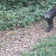 Uganda wildlife safari Kasese Photography