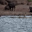 Uganda wildlife safari Kasese Trip Photo