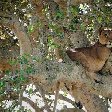 Uganda wildlife safari Kasese Travel Blog